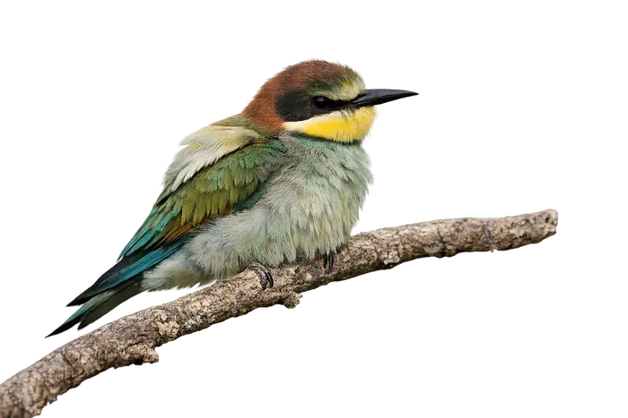 Abejaruco europeo — juvenil