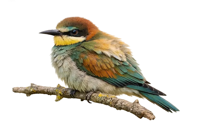 Abejaruco europeo — volantón