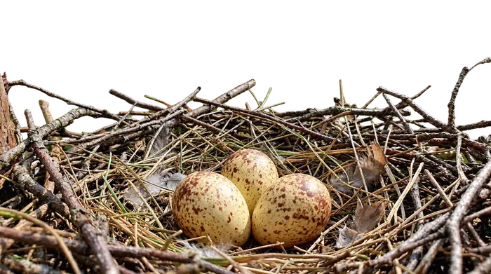 Alcotán europeo — huevo