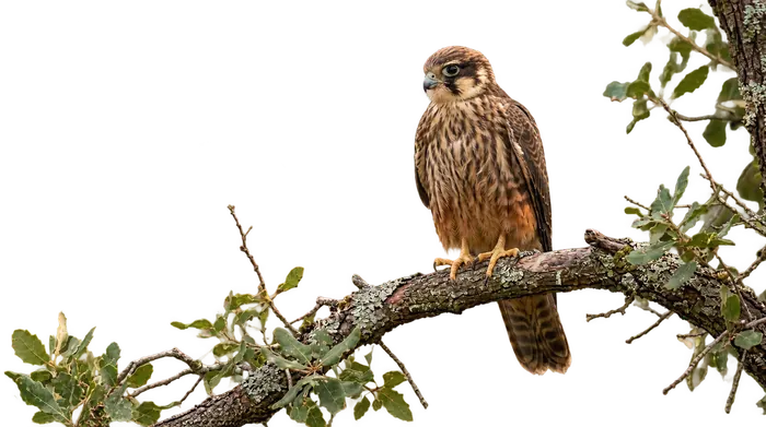 Alcotán europeo — volantón