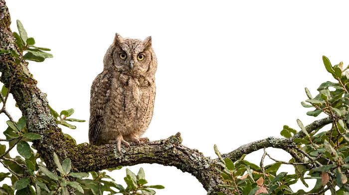 Autillo europeo — juvenil