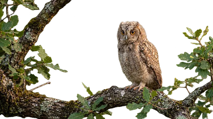 Autillo europeo — volantón