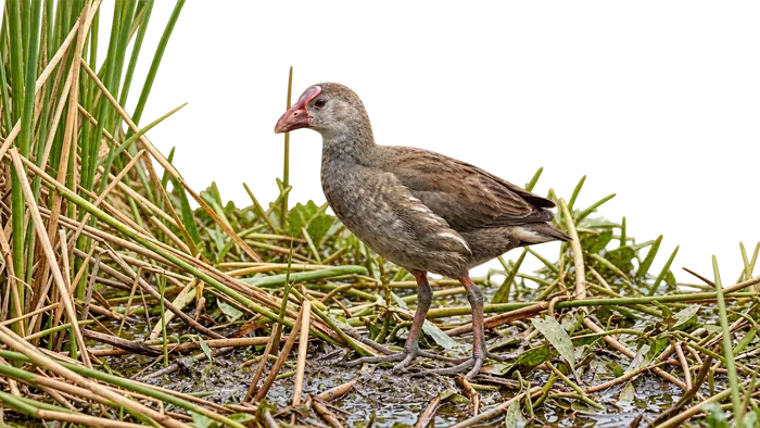 Calamón común — juvenil