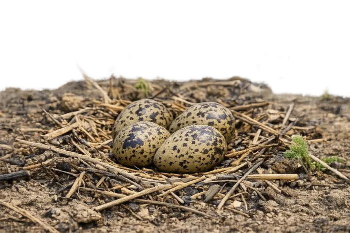 Cigüeñuela común — huevo