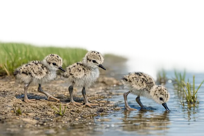 Cigüeñuela común — pollos