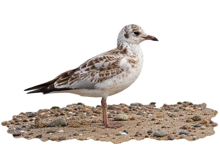 Gaviota reidora — juvenil