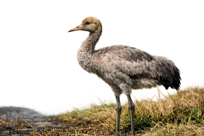Grulla común — juvenil