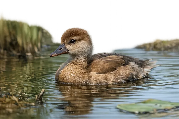 Pato colorado — juvenil