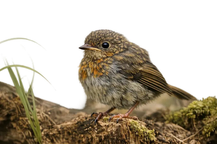 Petirrojo europeo — volantón