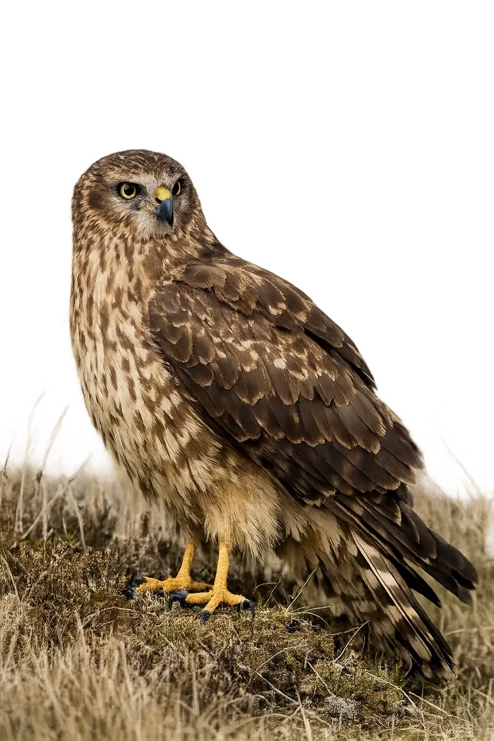 Aguilucho pálido hembra