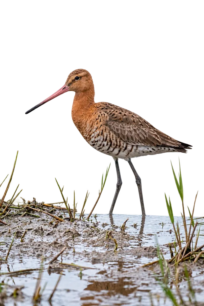 Aguja colinegra hembra
