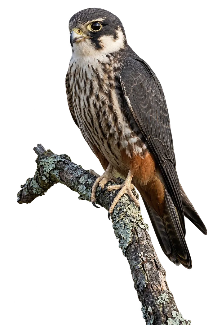 Alcotán europeo