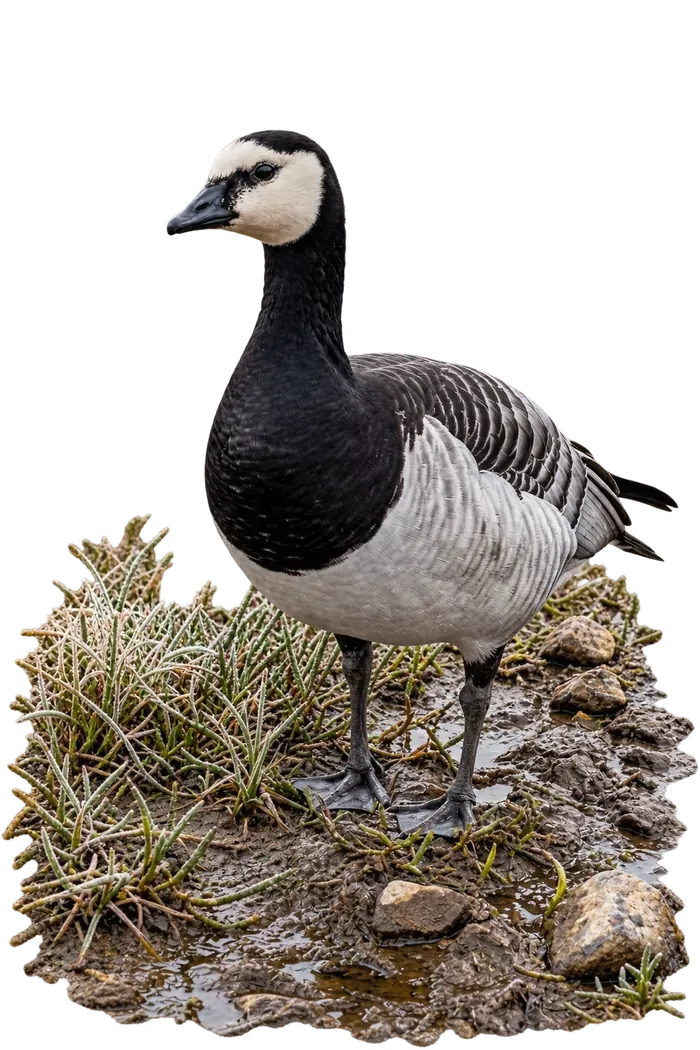 Barnacla cariblanca