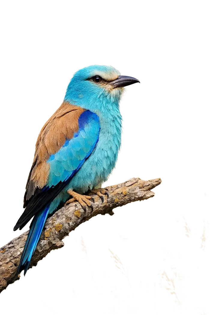 Carraca europea