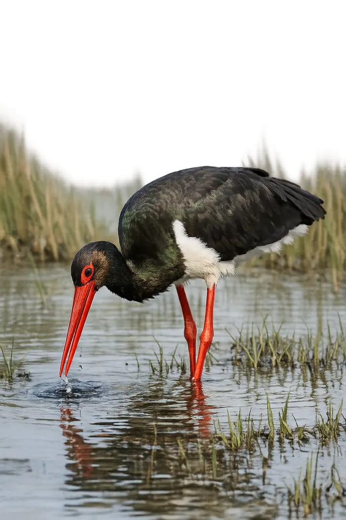 Cigüeña negra