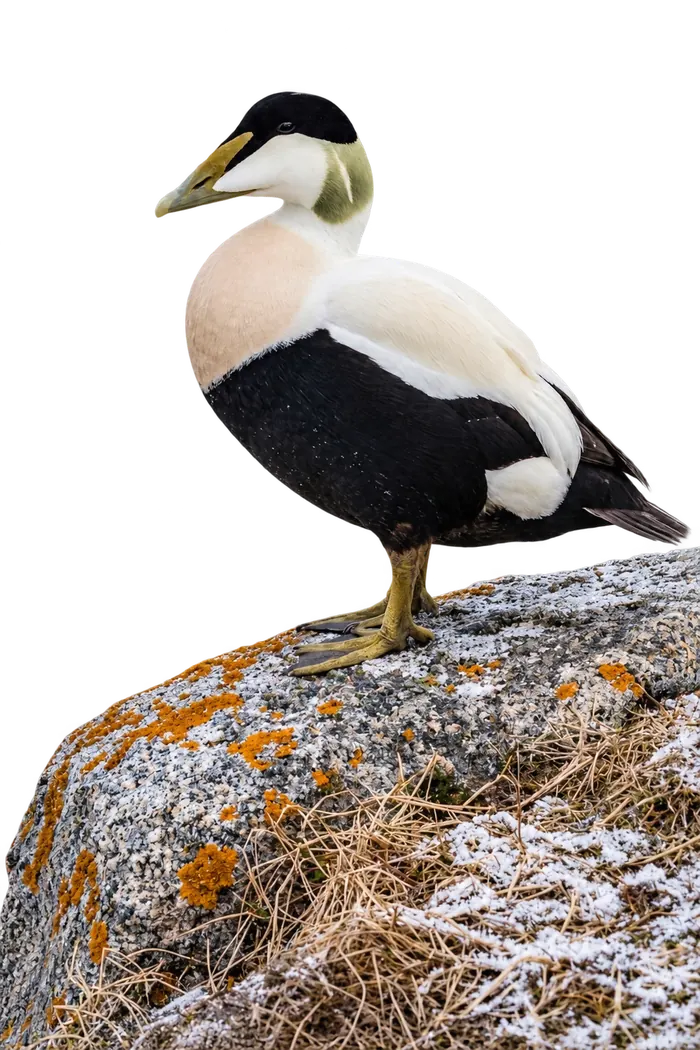Eider común macho