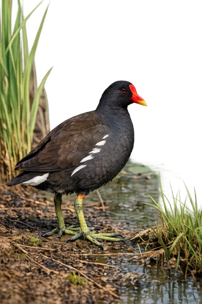 Gallineta común