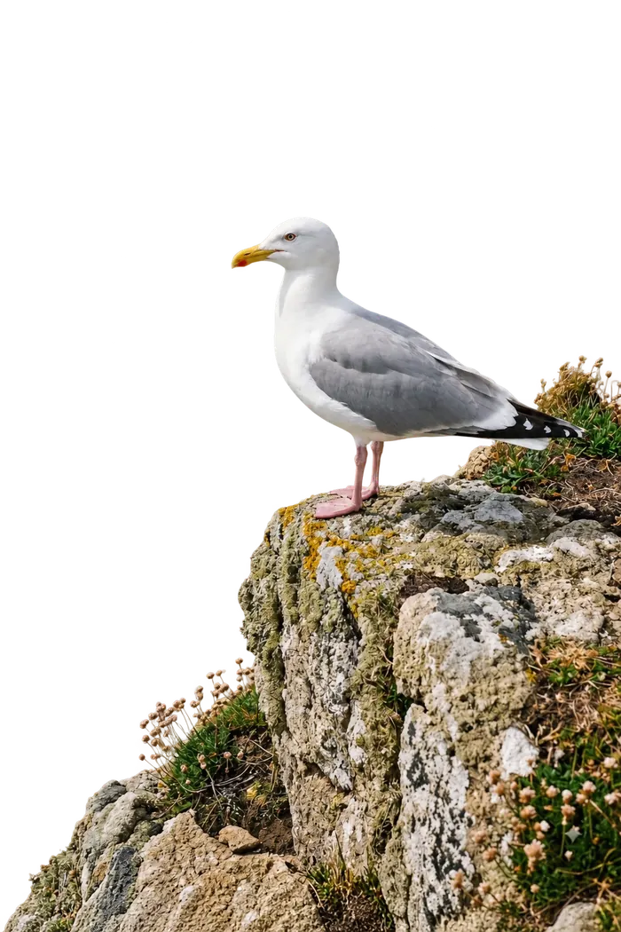 Gaviota argentea europea