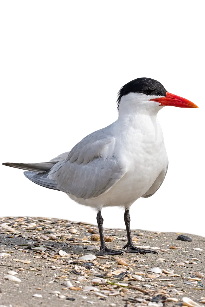 Pagaza piquirroja