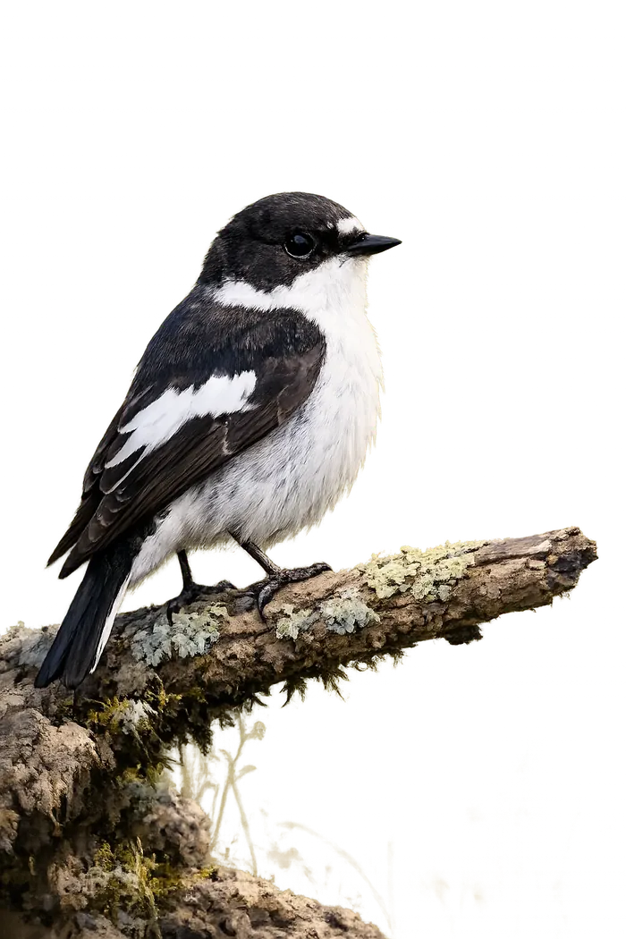 Papamoscas cerrojillo macho