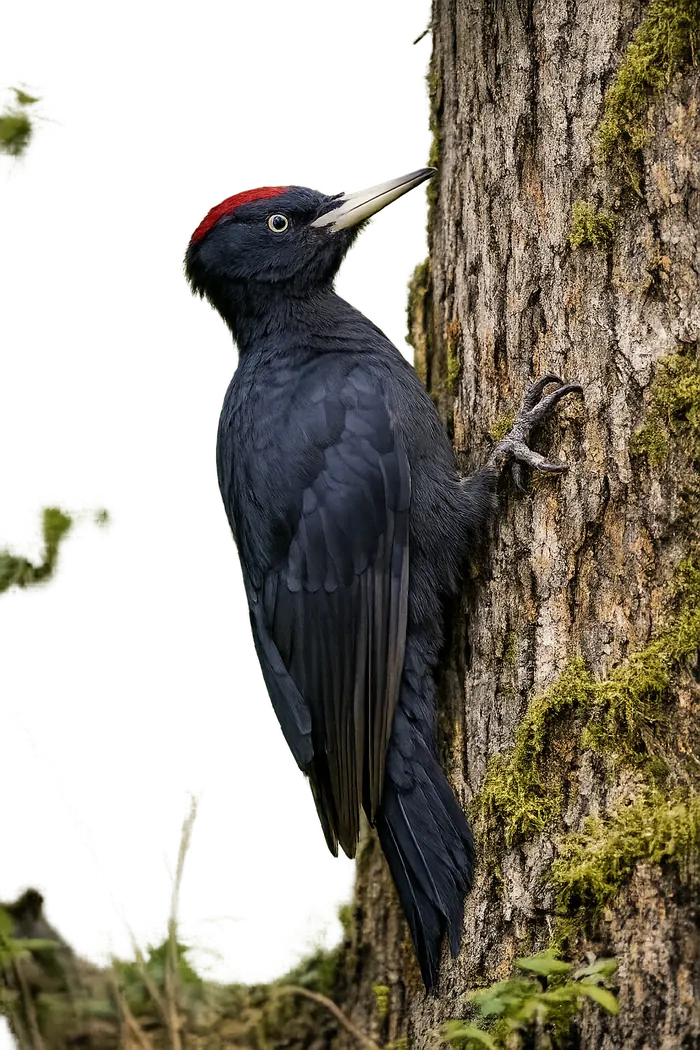 Picamaderos negro macho
