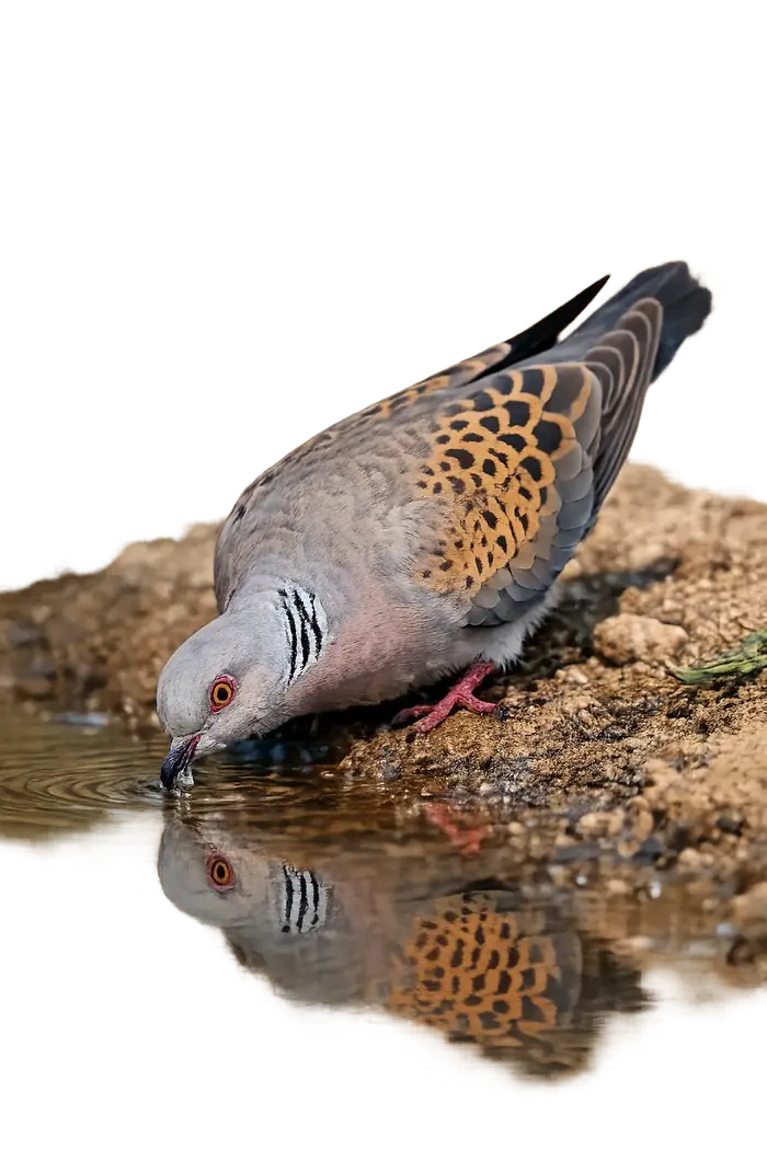 Tórtola europea